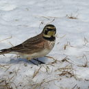 Image of larks