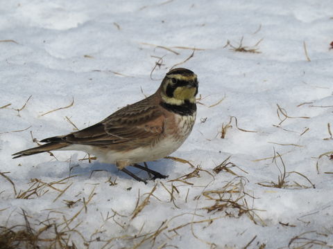 Image of Horned Lark