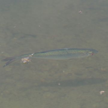 Image of Roach