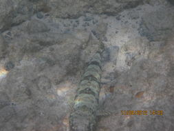 Image of Lizardfish