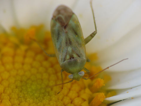 18.https www inaturalist org photos 4688788.580x360