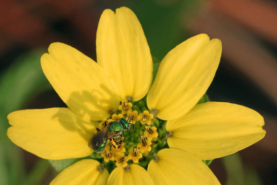 Image of <i>Berlandiera subacaulis</i>