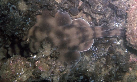 Image of Banded guitarfish