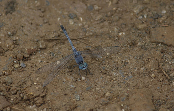 18.https www inaturalist org photos 4696286.580x360