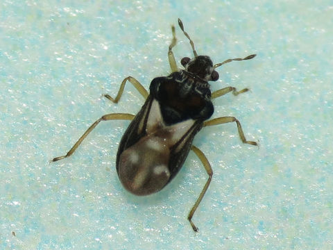 Image of Velvet water bug