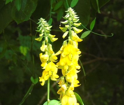 Image of <i>Crotalaria incana</i>