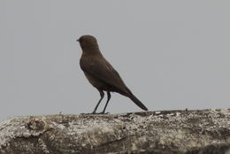 Image of <i>Cercomela fusca</i>