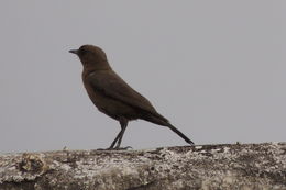 Image of <i>Cercomela fusca</i>