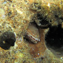 Image of European date mussel