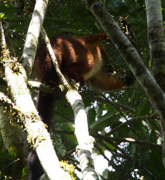 18.https www inaturalist org photos 4705331.580x360