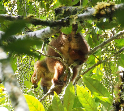 18.https www inaturalist org photos 4705335.580x360