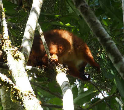 Image of Red-bellied Lemur