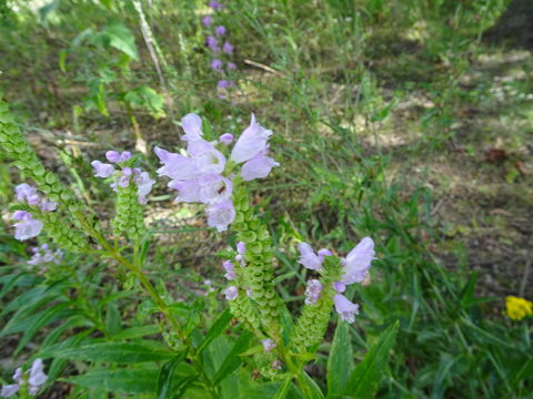 Image of <i>Physostegia virginiana</i>