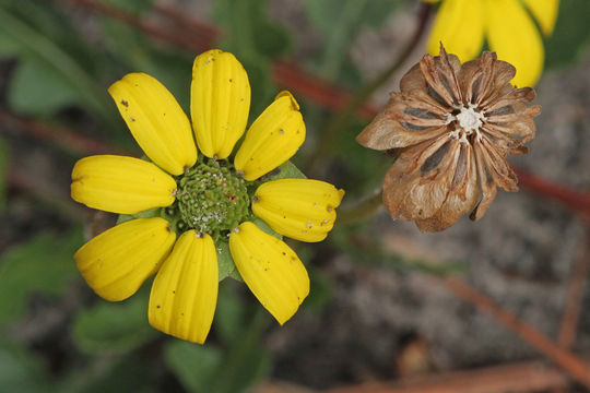 Image of <i>Berlandiera subacaulis</i>