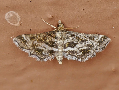 Image of <i>Diasemiopsis leodocusalis</i>