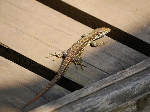 Image of Jackson’s Forest Lizard