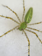 Image of Green Lynx Spider