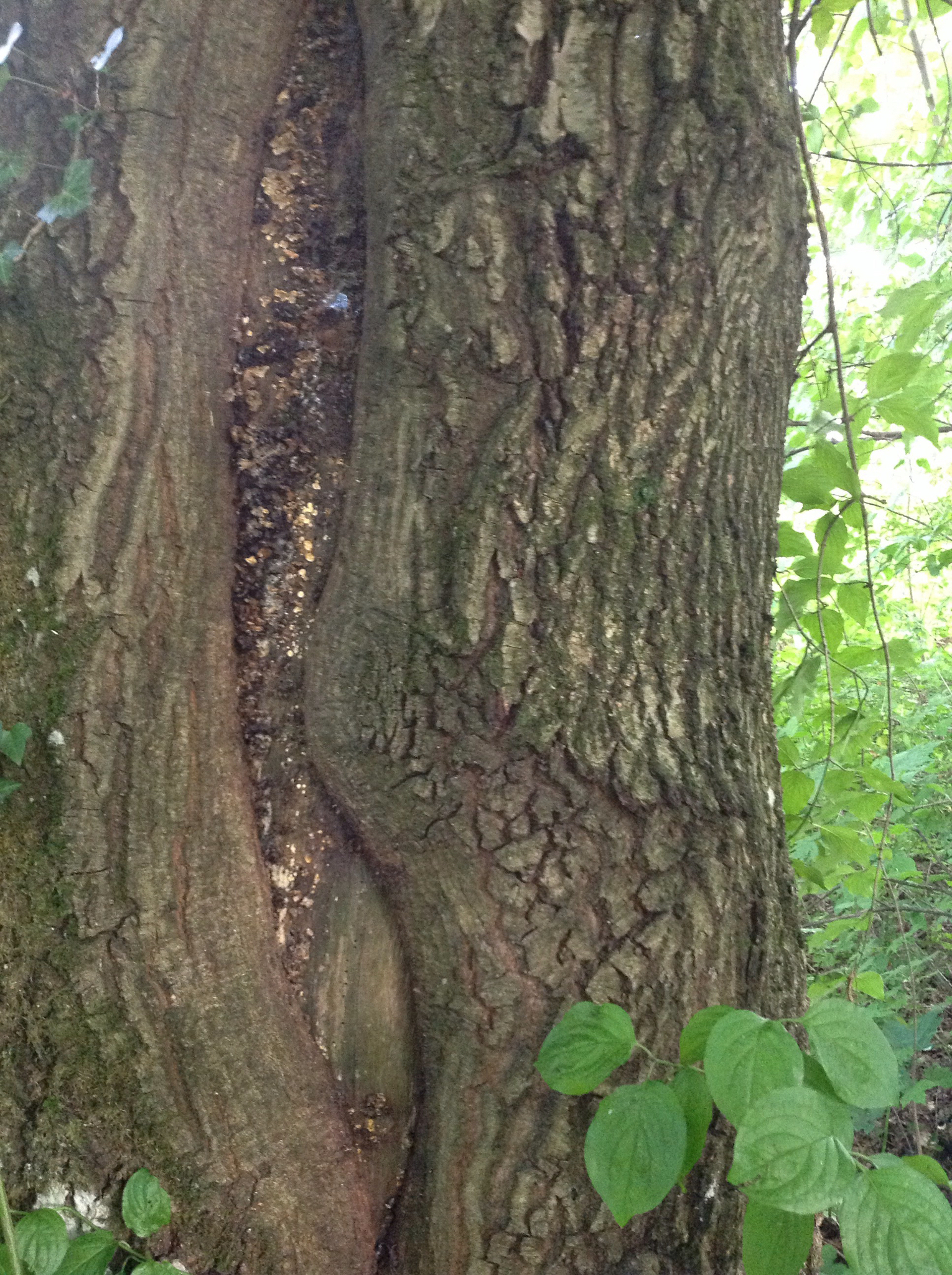 Image of <i>Quercus petraea</i>