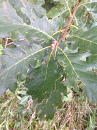 Image of <i>Quercus petraea</i>