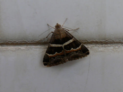 Image of <i>Grammodes stolida</i> Fabricius 1775