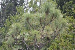 Image of <i>Pinus arizonica stormiae</i>