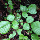 Image of <i>Rubus ellipticus</i>