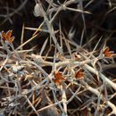 Image of <i>Tetradymia spinosa</i>