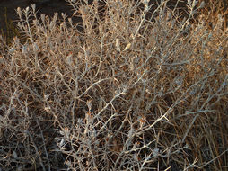 Image of <i>Tetradymia spinosa</i>