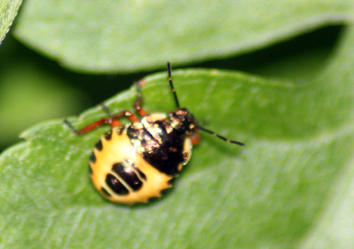 Image of Bronze Shieldbug