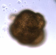 Image of Woronichinia naegeliana