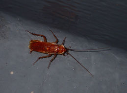 Image of Turkestan Cockroach