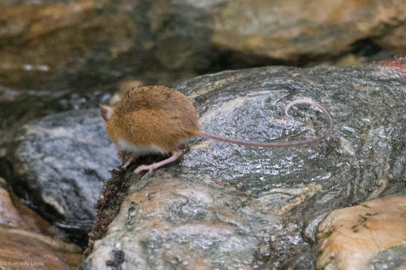 Image of Woodland Jumping Mouse