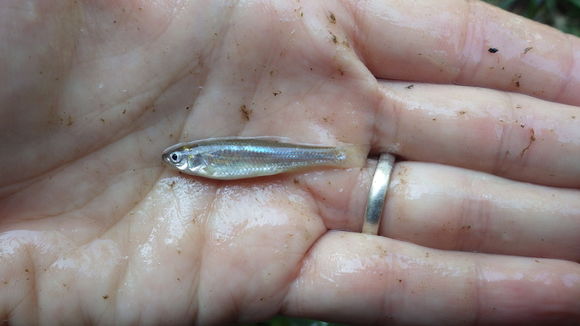 Image of Mississippi silvery minnow