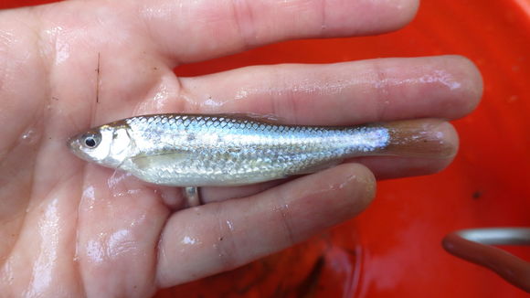 Image of Mississippi silvery minnow