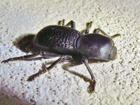 18.https www inaturalist org photos 4741093.580x360