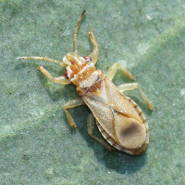 18.https www inaturalist org photos 4741610.580x360