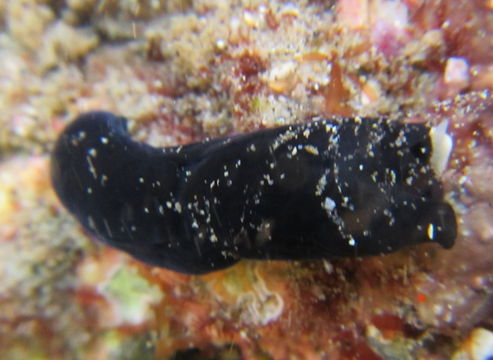 Image of Melanochlamys cylindrica Cheeseman 1881