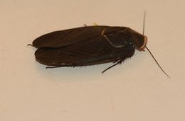 Image of Polyphaga aegyptiaca (Linnaeus 1758)