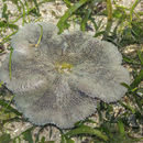 Image of Haddon's Carpet Anemone