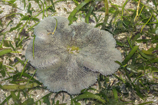 18.https www inaturalist org photos 4753792.580x360
