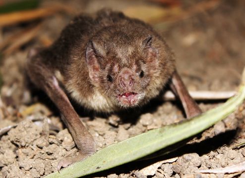 Image of common vampire bat