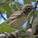 Image of Vireo plumbeus Coues 1866