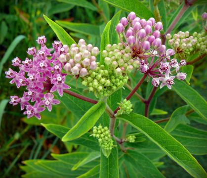 Image of <i>Asclepias incarnata</i>