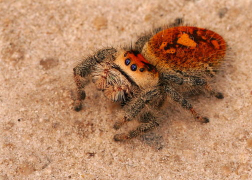 Image of Regal Jumper