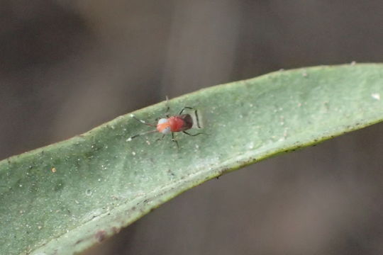 18.https www inaturalist org photos 4773521.580x360