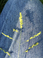 Image of <i>Leersia hexandra</i>