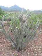 Image of Cactus Wren