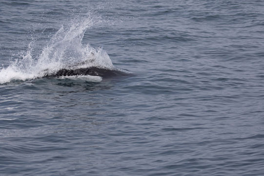 Image of Dall's Porpoise