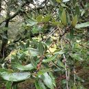Image of <i>Quercus mexicana</i>