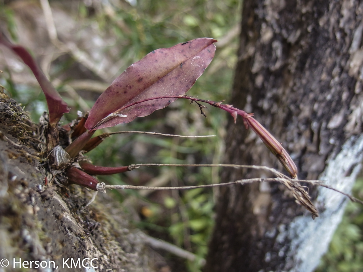 Image of <i>Polystachya cultriformis</i>